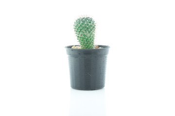 Cactus White background