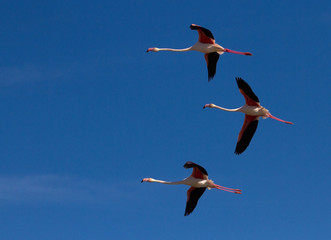 flamants roses en camargue - france