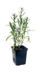 Tarragon (Artemisia dracunculus) in a pot.  Isolated on white background