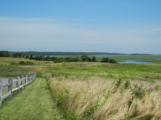 File of Grass with Wooden Fence
