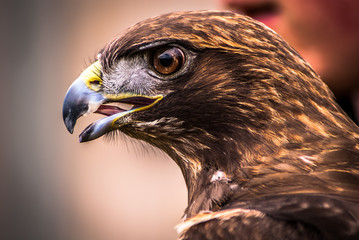 Red Tailed Hawk Profile