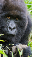 pondering femal gorilla