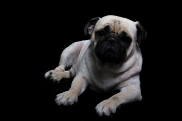 Obraz premium Pug Dog Black background