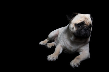 Pug Dog Black background