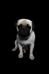 Pug Dog Black background