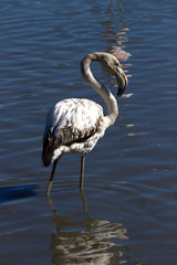 flamants roses en camargue - france