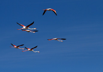 flamants roses en camargue - france