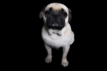 Pug Dog Black background
