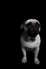 Pug Dog Black background