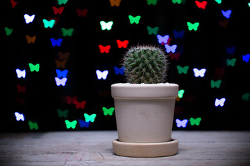 Cactus,  Light bokeh