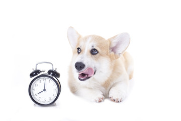 hungry corgi dog isolated on white background