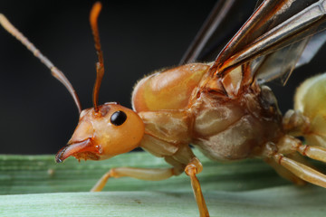 Queen Ant portrait in Thailand.