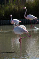 flamants roses en camargue - france