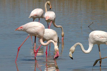 flamants roses en camargue - france