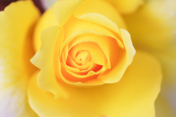 Fototapeta na wymiar 黄色い薔薇