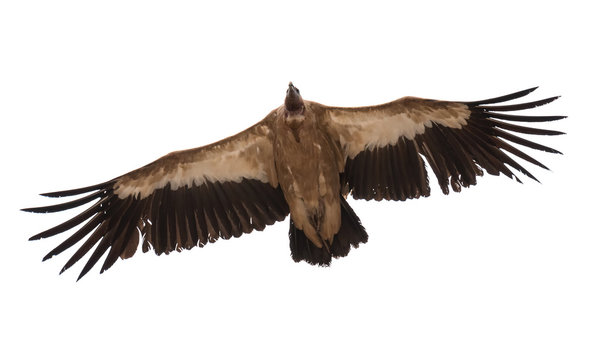 Vulture.