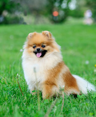 spitz, Pomeranian dog in city park