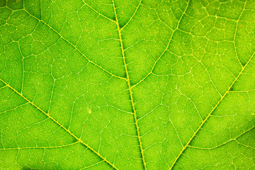 Naklejka na ściany i meble Leaf Veins