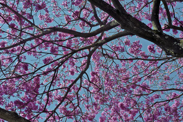 Flowery pink ipe under the cloudless blue sky