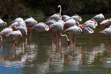 flamants roses en camargue - france