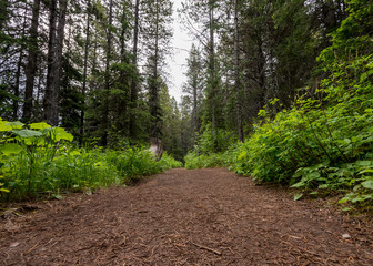 Low Angle of Pine Needle Covered Trail