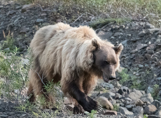 Grizzly Bear, Denali National Park, Alaska