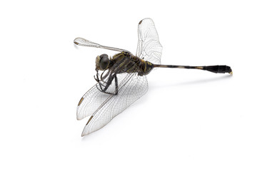 Beautiful dragonfly dead isolated on white background