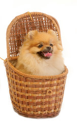spitz, Pomeranian dog in vintage basket in studio shot on white background