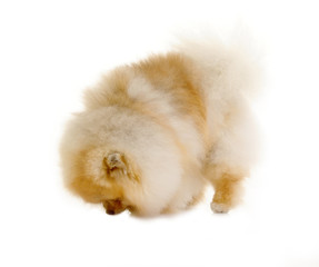 spitz, Pomeranian dog studio shot on white background 