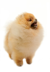 spitz, Pomeranian dog studio shot on white background 