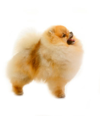 spitz, Pomeranian dog studio shot on white background 