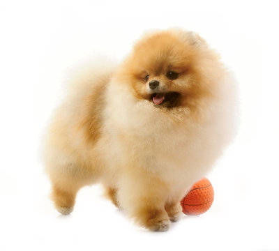 spitz, Pomeranian dog studio shot on white background 