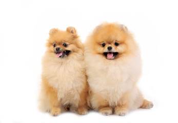 two pomeranian spitz