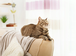 Grey tabby cat lying on sofa backrest