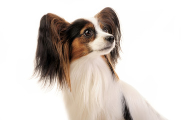 portrait of papillon