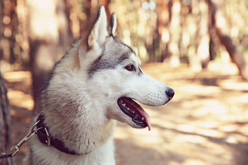 Cute husky on walk in forest