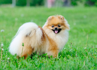 spitz, Pomeranian dog in city park