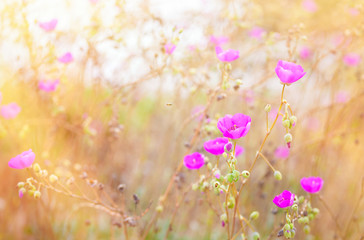 Fototapeta premium Beautiful pink poppies in grassy field with sunlight streaming