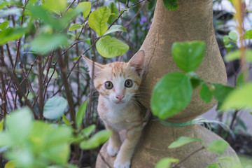 sweet orange baby cat with begging lovely eyes hide on tree in day time