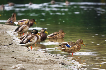 Ducks swimming in the pond