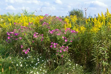 Foto op Plexiglas Prairie wildflowers in Middlefork Savanna Forest Preserve in Lake County, Illinois © Martha Marks