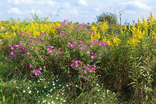 Prairie wildflowers in Middlefork Savanna Forest Preserve in Lake County, Illinois