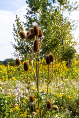 Teasel, a destructive, introduced, invasive, and noxious weed common in America's Midwest