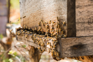 Bee hive detail