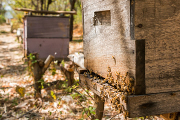 Bee Hive Row