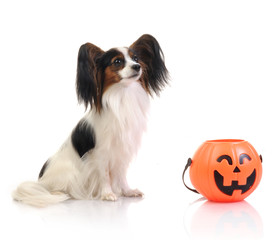 Papillon - Continental Toy Spaniel with halloween pumpkin  in studio shot