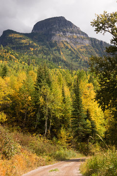 Fall Color Many Glacier National Park Montana Trial Forest Road
