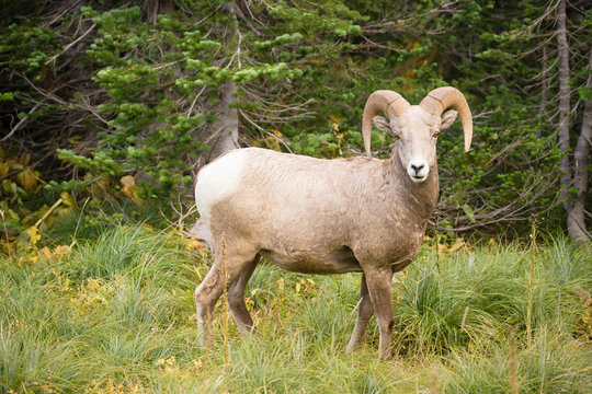 Healthy Male Ram Bighorn Sheep Wild Animal Montana Wildlife
