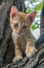Naklejka na ściany i meble Little brown kitten on tree