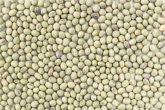 dry of  solid green pea  background